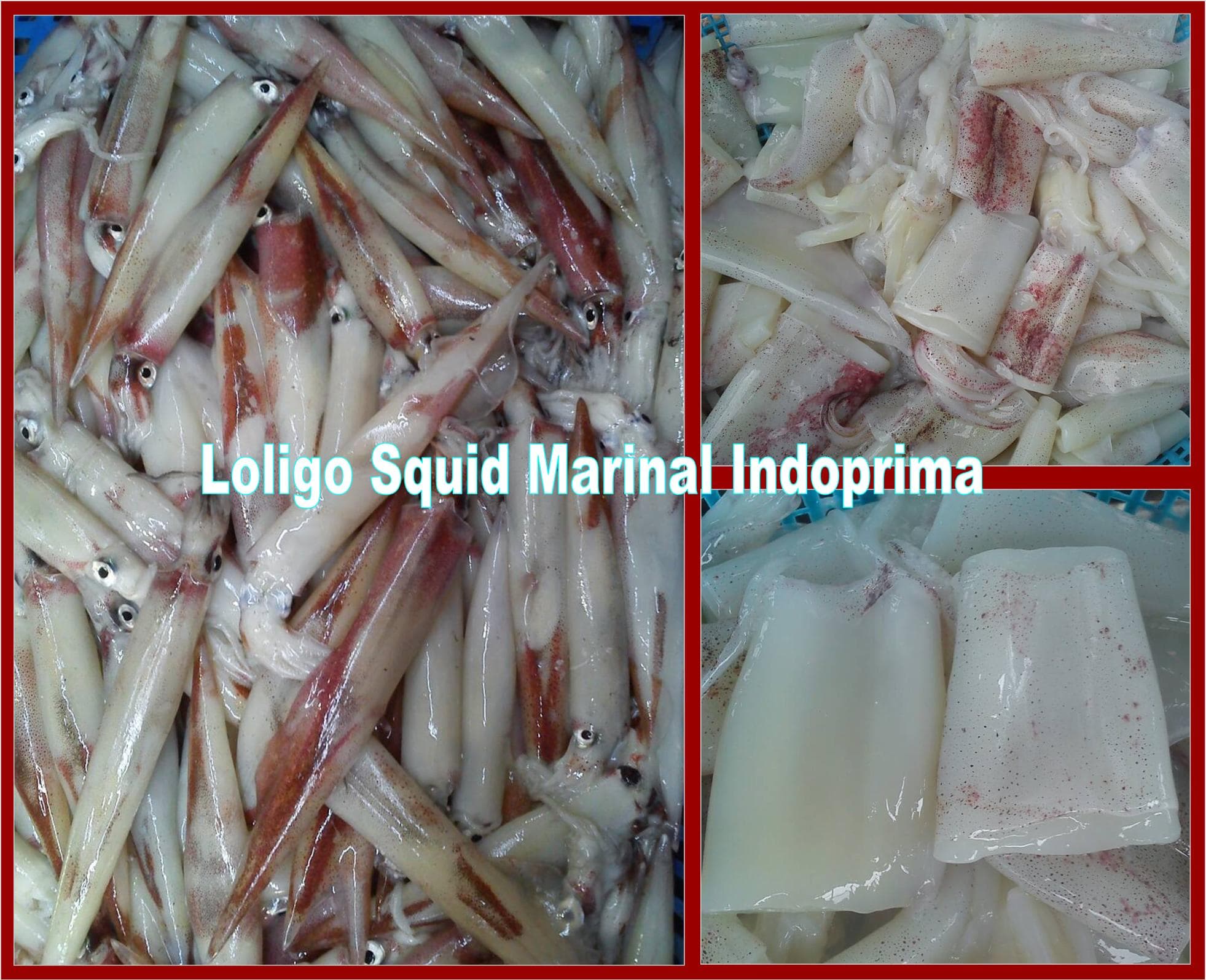 Frozen Loligo Squid